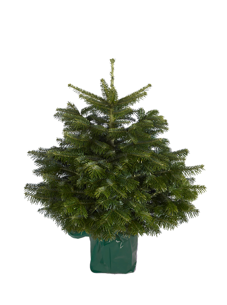 Kaukaziniskėnisaugintasvazone,120-180cm,lot.ABIESNORDMANNIANANature