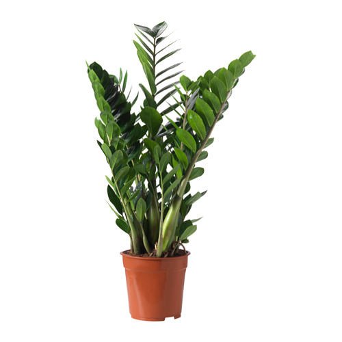 Vazoninis augalas zamiokulkas, Ø 17, 70 cm, lot. ZAMIOCULCAS