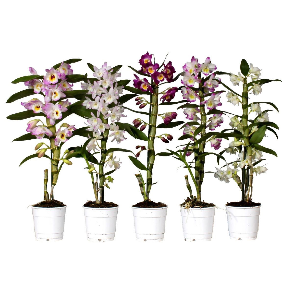 Vazoninis augalas falenopsis, Ø12, 60 cm, lot. Phalaenopsis Mimensis Limpopo, 2 stiebai-0