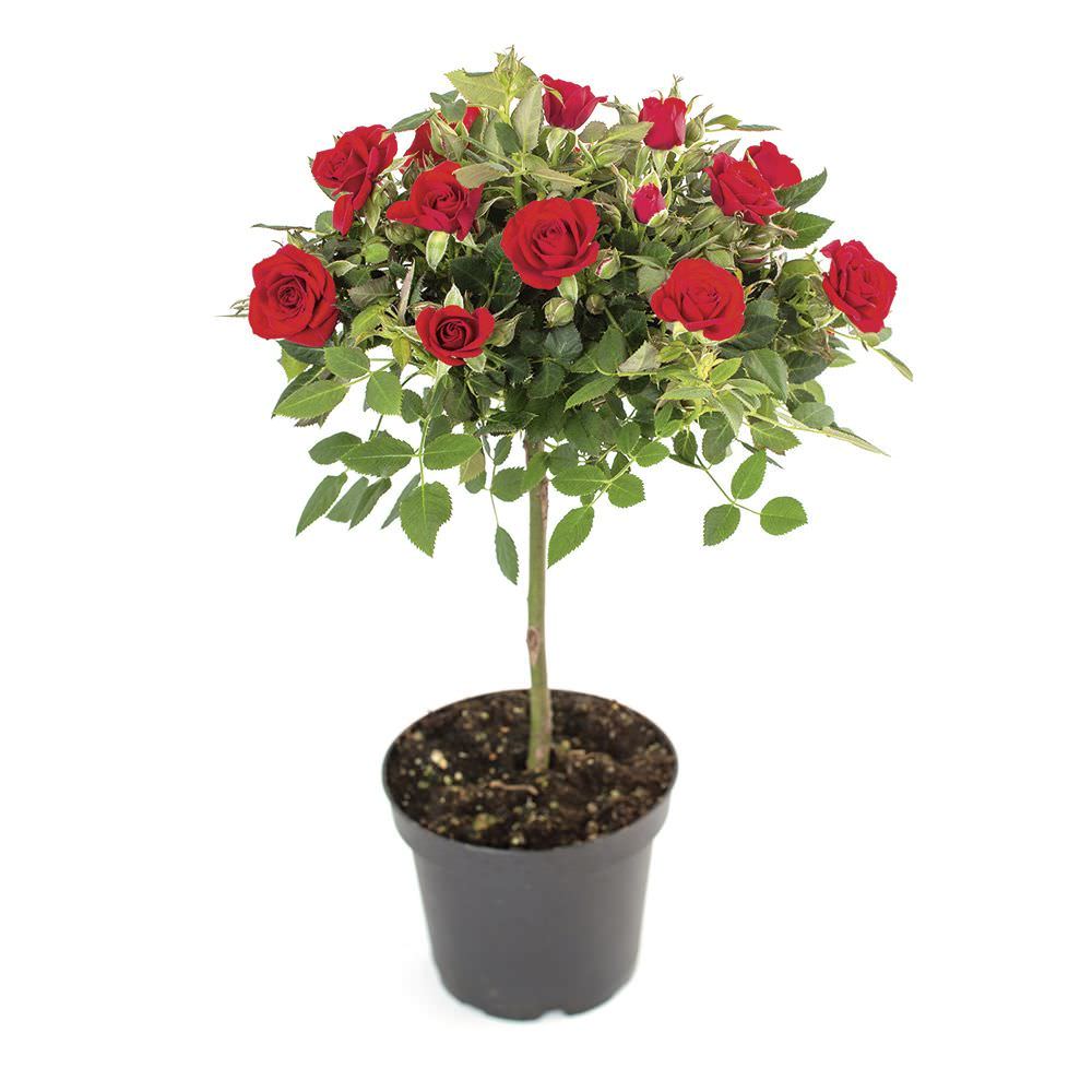 Lauko augalas rožė, Ø 17, 75 cm, lot. Rosa mix climbing Basics-0